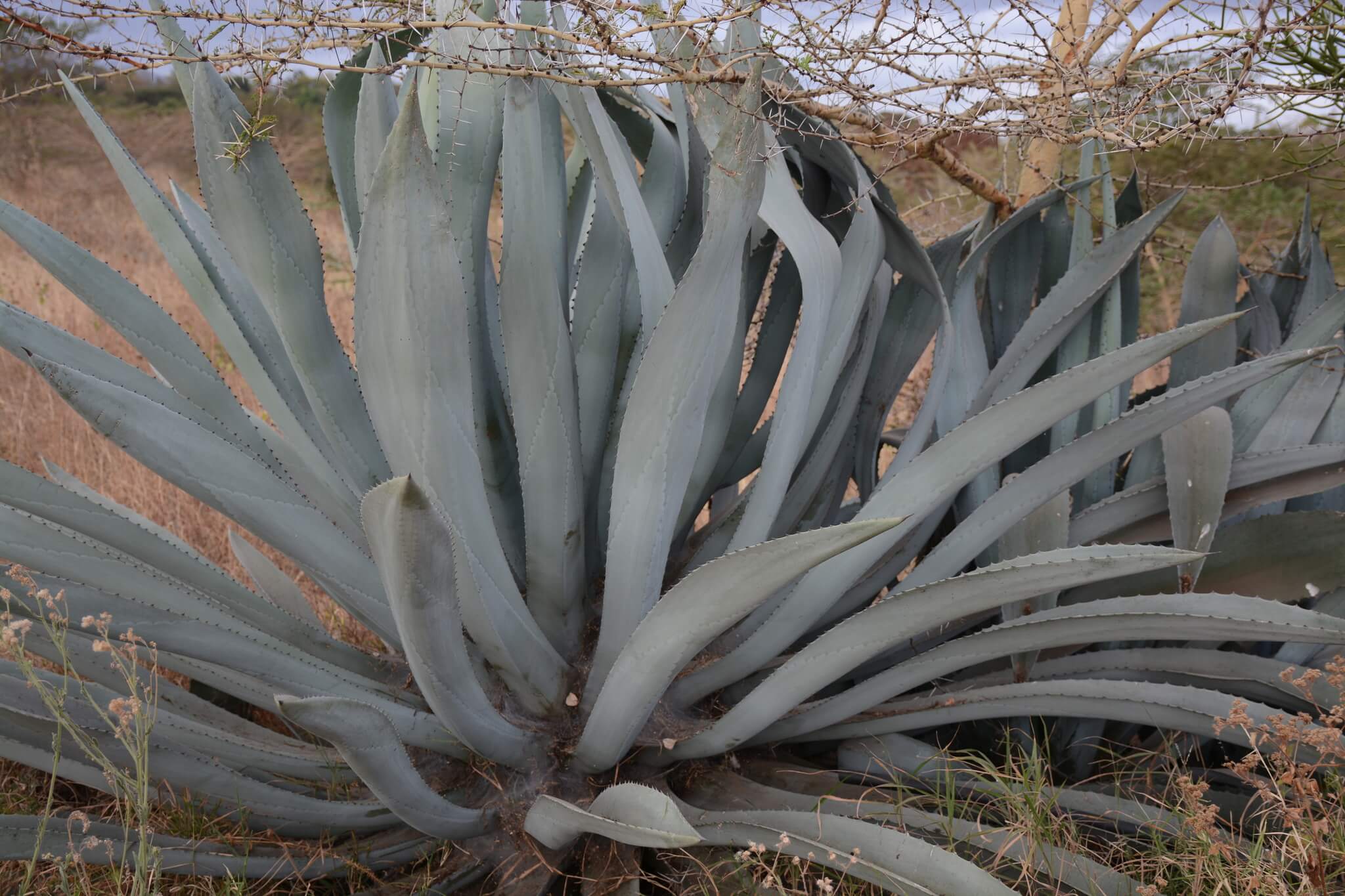 Agave americana